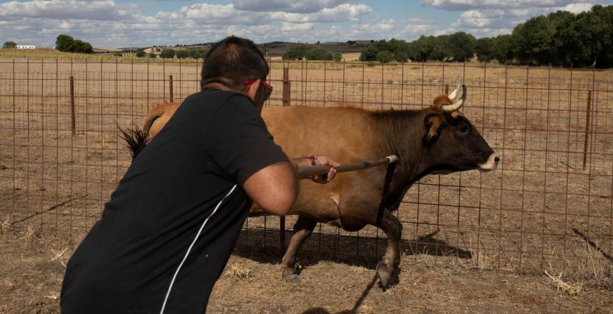 &quot;Las vacas no tienen fuerza ni alegría&quot;