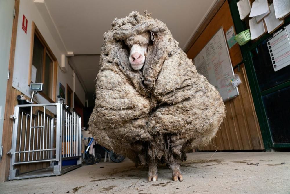 Troben una ovella salvatge amb 35 quilos de llana