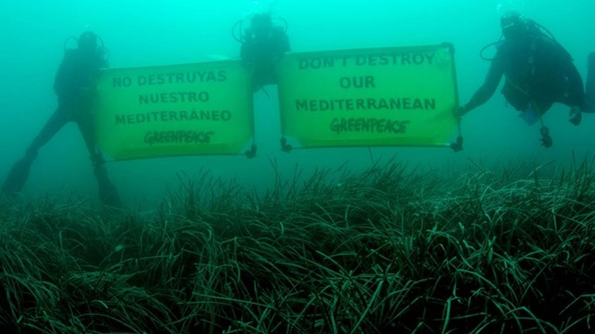 Submarinistas de Greenpeace, en una campaña en defensa de la flora marina en Valencia, en el 2006.