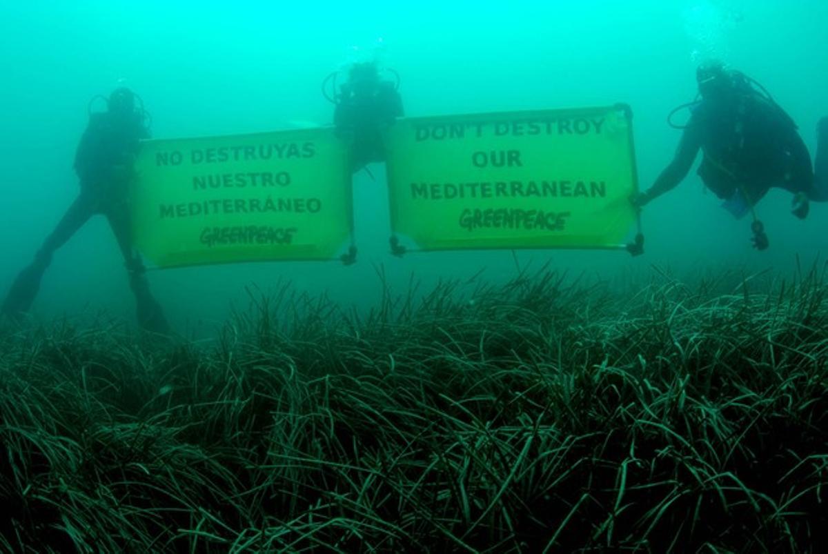 Submarinistes de Greenpeace, en una campanya en defensa de la flora marina a València, el 2006.