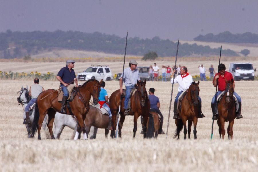 Fiestas en Zamora: Encierro campero en VIllaescusa