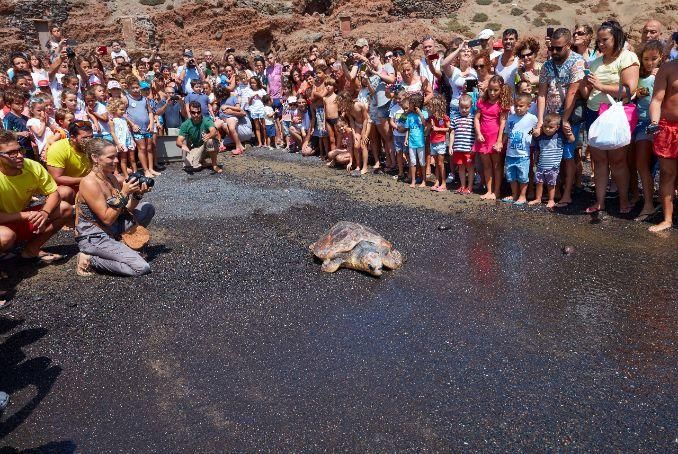 Suelta de 30 tortugas en las aguas grancanarias