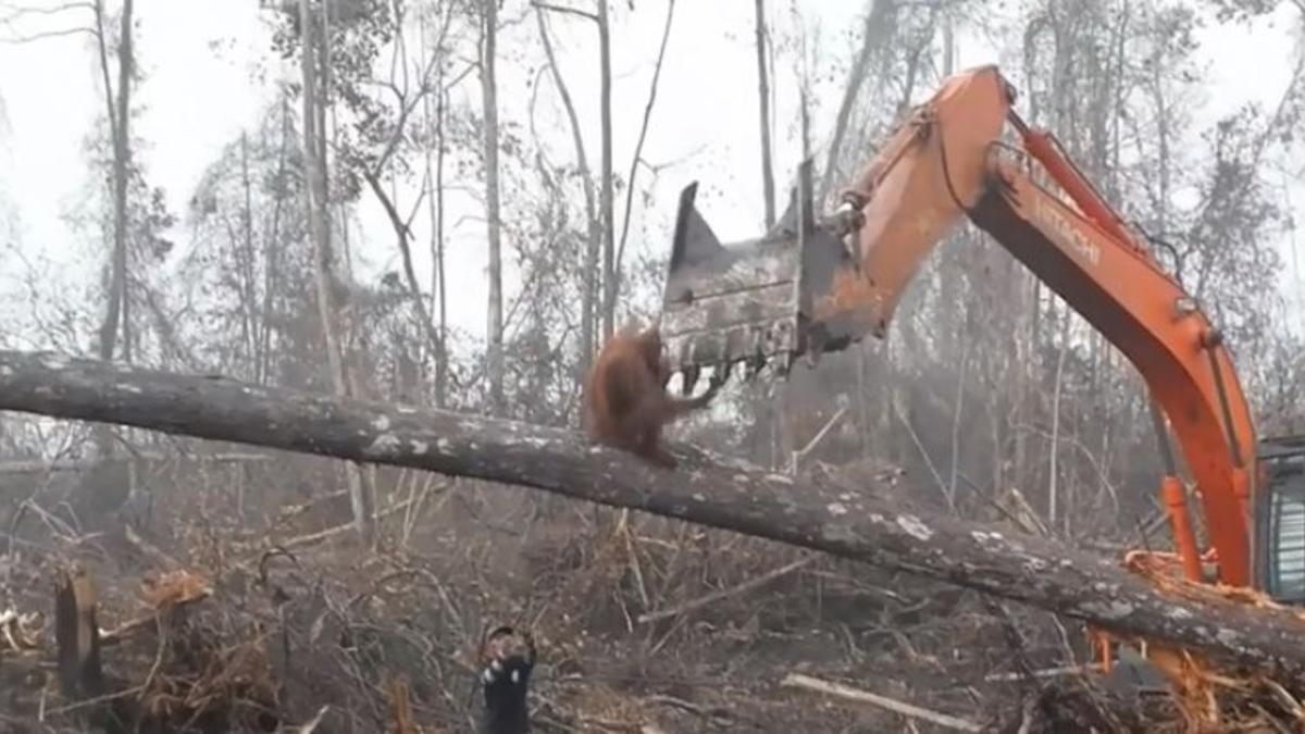 El orangután trata de frenar la excavadora