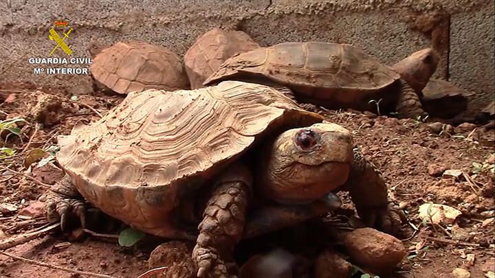 Polizei fasst Schildkröten-Schmuggler