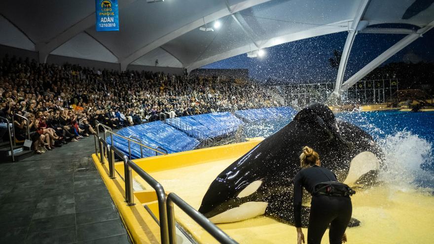 Loro Parque Tenerife: Loro Parque celebra 50 años de éxito empresarial y  defensa de la biodiversidad