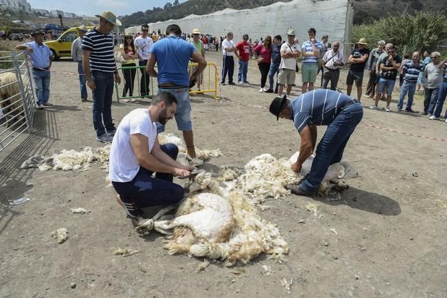 FERIA GANADO ARUCAS