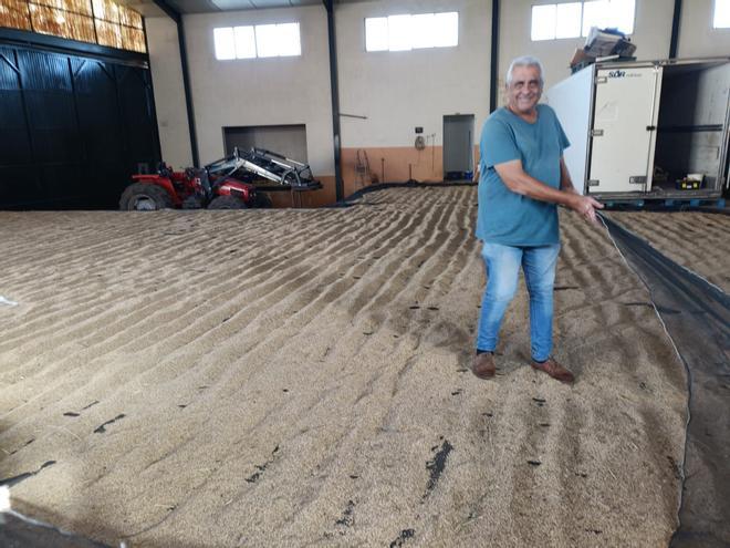 FOTOS | La cosecha de arroz de sa Pobla, en imágenes