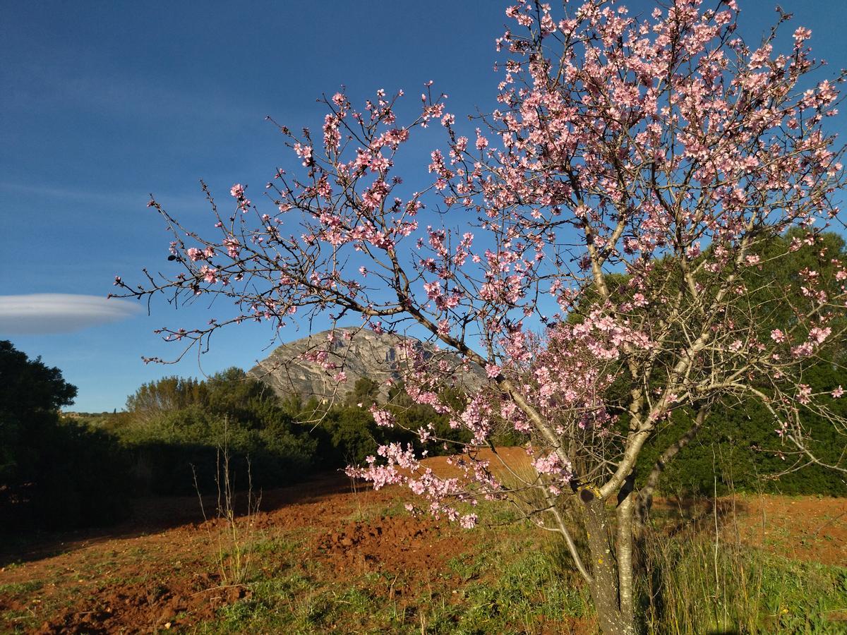 Un almendro florido en la Plana del Montgó de Xàbia