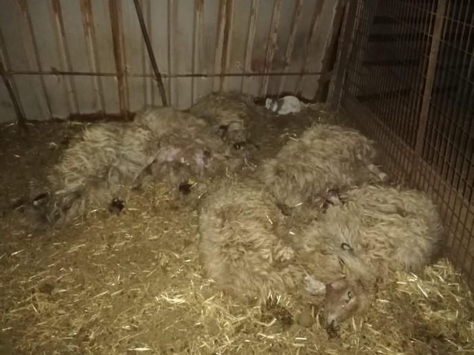 Tres perros matan a veinte ovejas en una finca en Telde