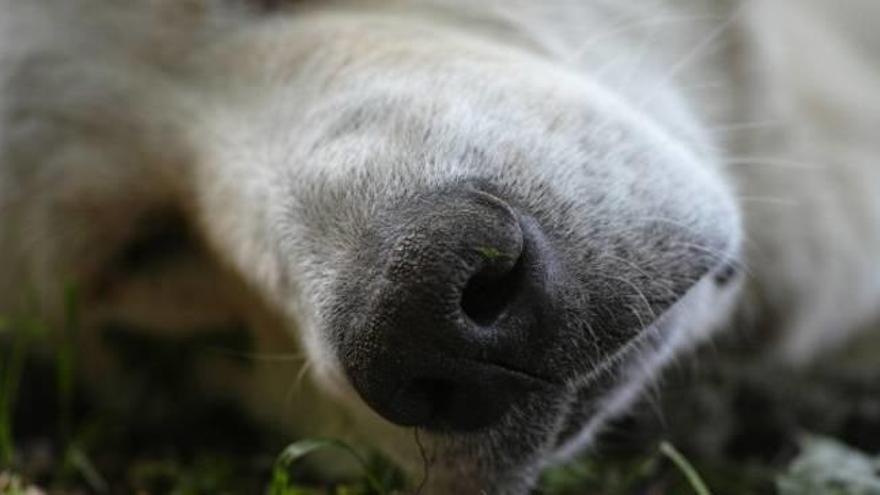 Observatorio de animales