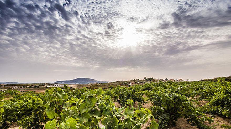 Descubre la Ruta del Vino de Alicante y practica el enoturismo