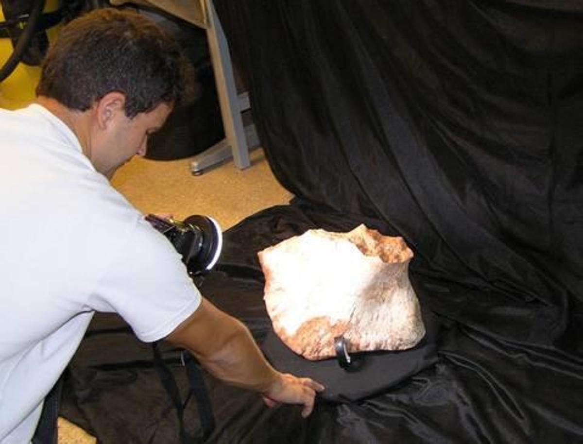 De costilla a clavícula del dinosaurio del Níger