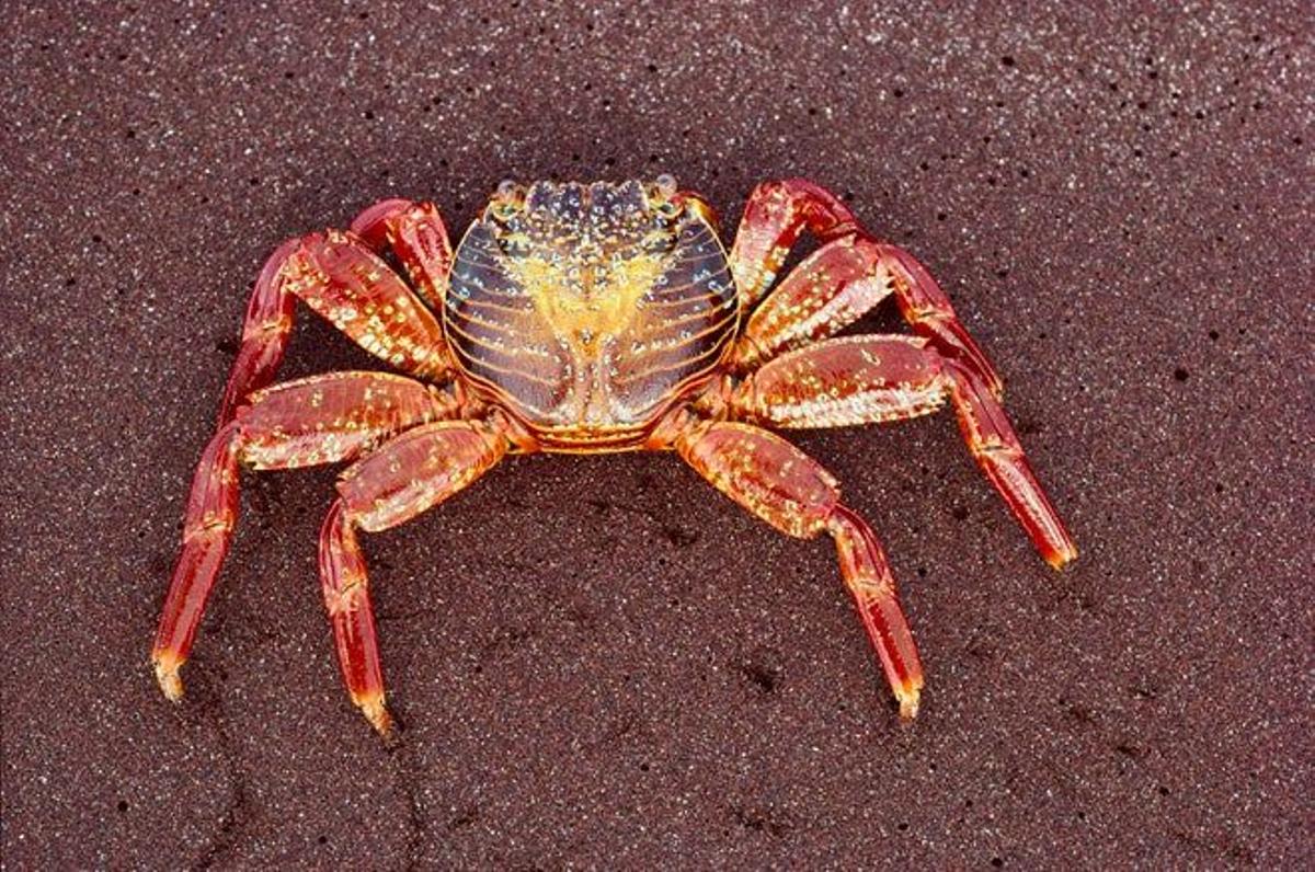 Detalle de un cangrejo zapaya