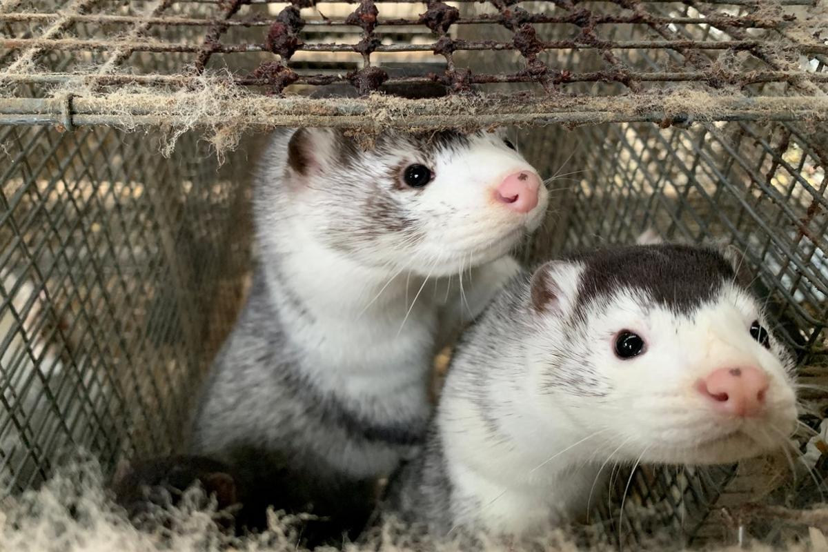 Minks are seen at Hans Henrik Jeppesen’s farm near Soroe, after government’s decision to cull his entire herd due to coronavirus disease (COVID-19), Denmark November 5, 2020. REUTERS/Jacob Gronholt-Pedersen