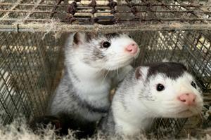 Minks are seen at Hans Henrik Jeppesen’s farm near Soroe, after government’s decision to cull his entire herd due to coronavirus disease (COVID-19), Denmark November 5, 2020. REUTERS/Jacob Gronholt-Pedersen