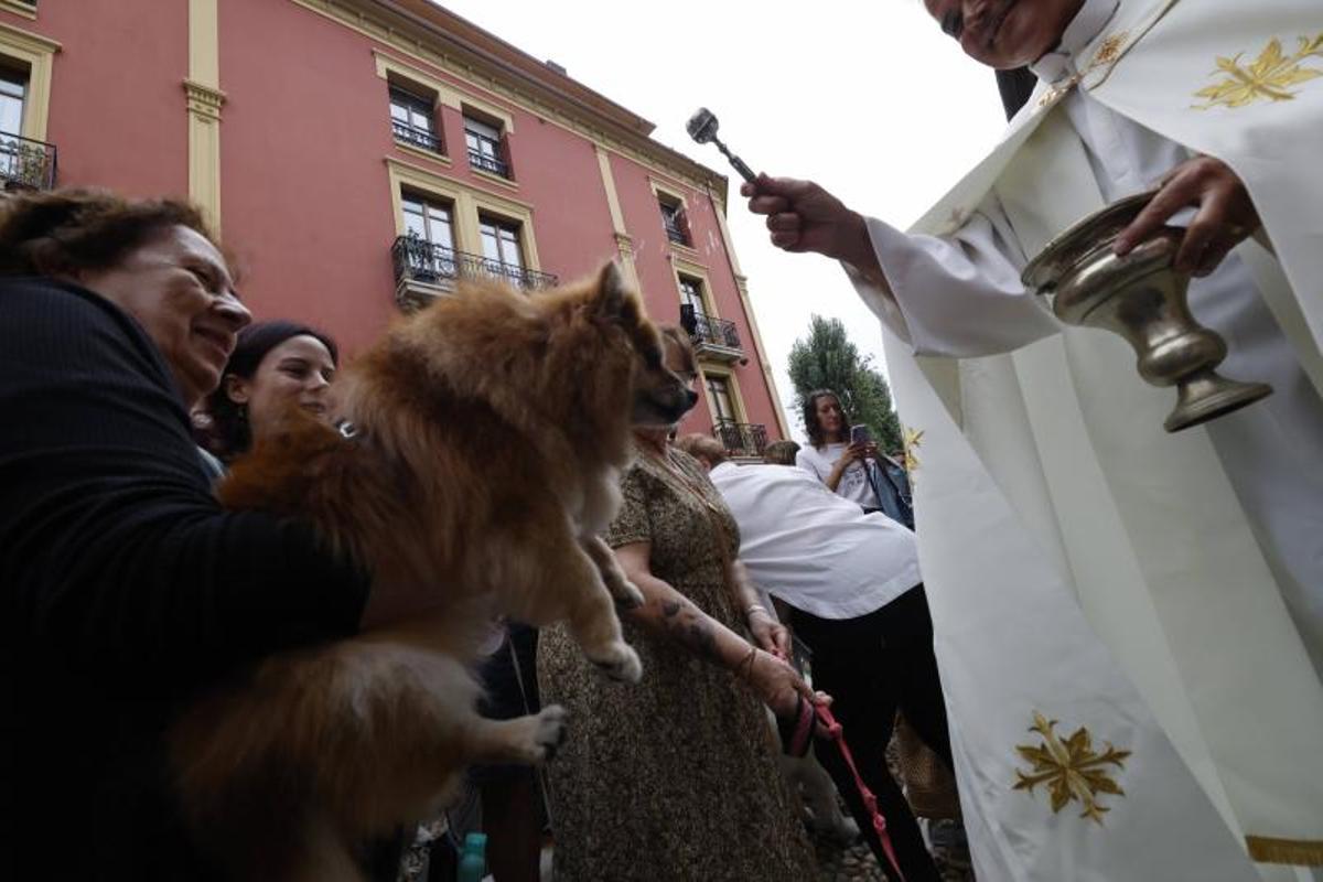 EN IMÁGENES: la bendición de San Roque a las mascotas en El Carbayedo, en Avilés