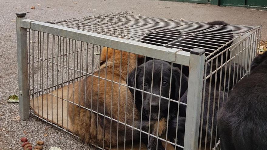 Cachorros abandonados eb el Albergue de animales