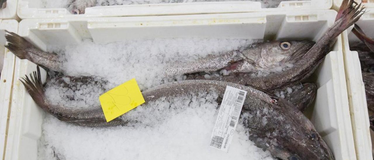 Los científicos aconsejan pescar menos merluza y abren la mano con la xarda
