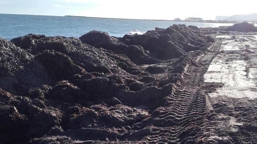 Dénia levanta diques de posidonia para contener la erosión en sus playas