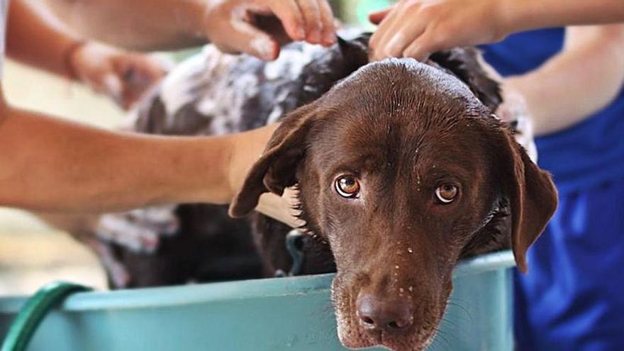 LAVAR PERROS | ¿Cada cuánto tiempo se debe bañar a un perro?