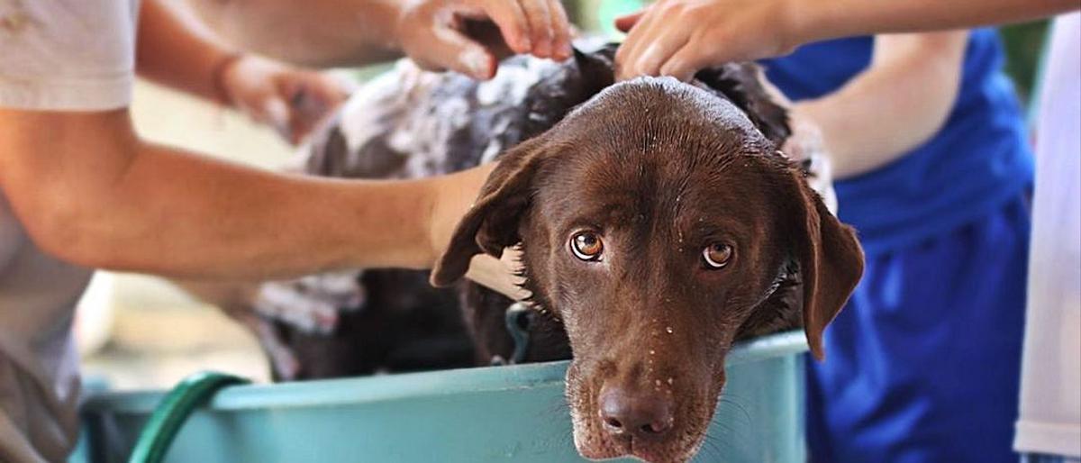 con qué frecuencia debes lavar a tu cachorro