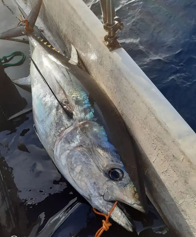 Los atunes pesan más de 200 kilos.