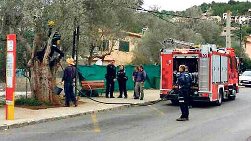 Una colilla arrojada a un olivo provoca un incendio en el Port de Sóller