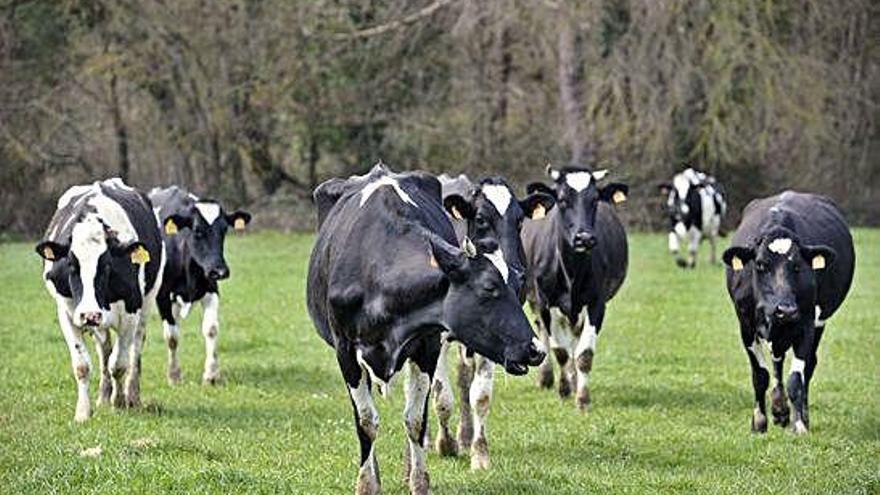 Vacas nunha explotación de leite.