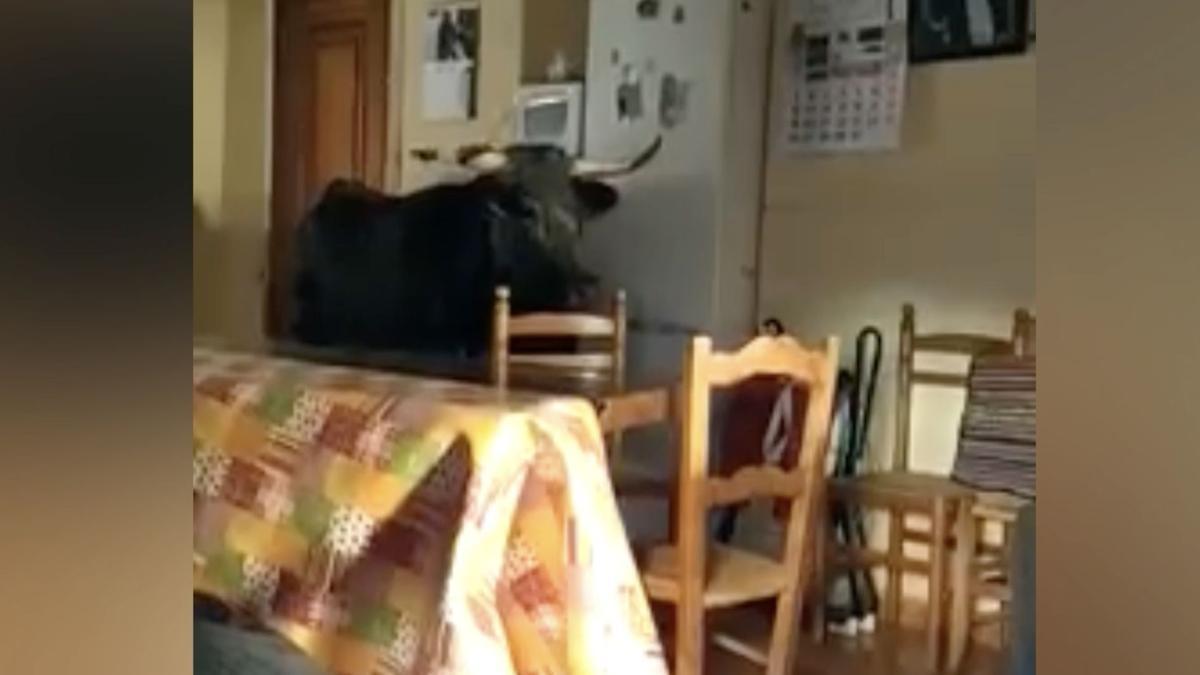 Increíble escena: Una vaquilla se cuela en una casa acaba destrozando el mobiliario