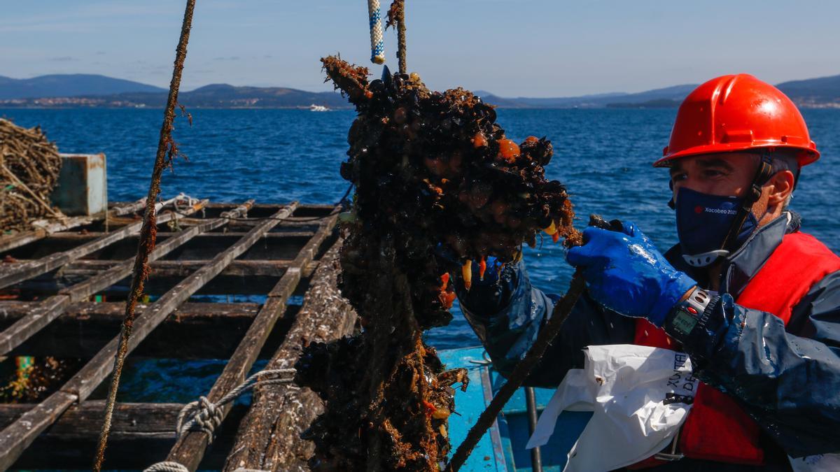 Recogida de muestras en batea para el Intecmar.