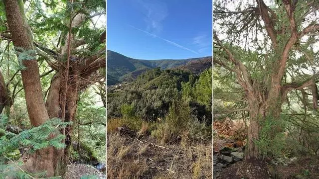 Vídeo | La salvación del Valle de los Tejos del Cerezal de las llamas