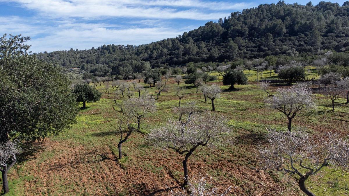 Agricultura en la Serra de Tramuntana