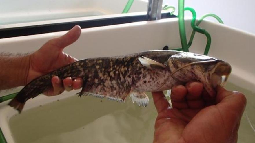 Medio Ambiente constata la presencia de un ejemplar de siluro en L&#039;Albufera.