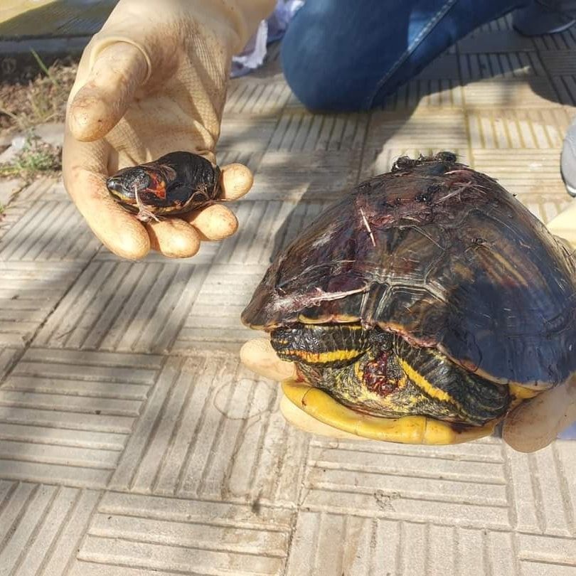 Animales decapitados en Santa Cruz de Tenerife