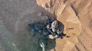 Dénia, ¿ciudad de las tortugas?