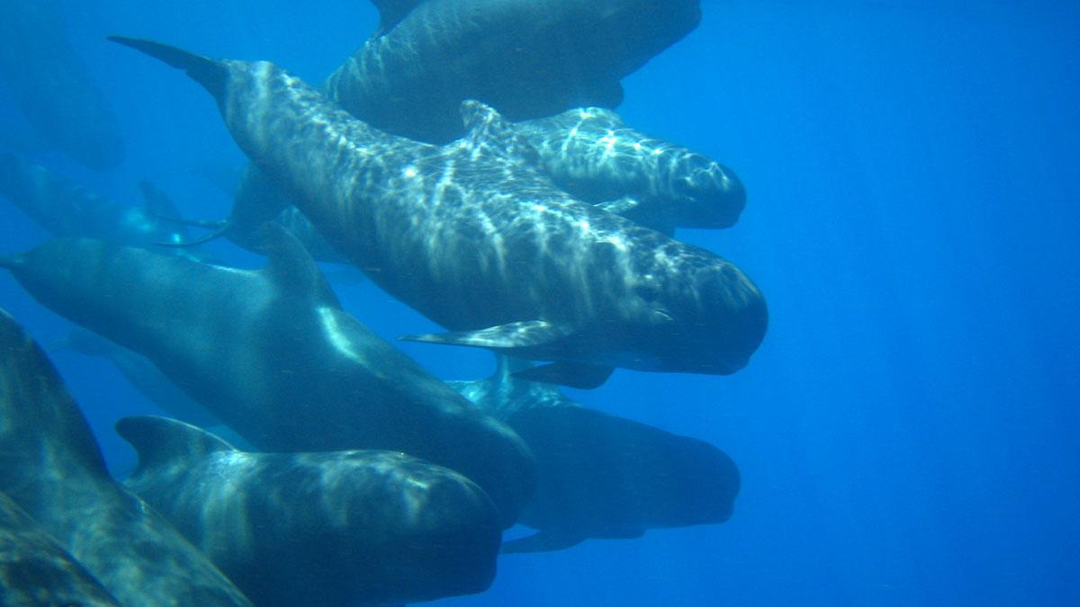 corredor-de-cetceos-oceana-seco-de-los-olivos-calderones