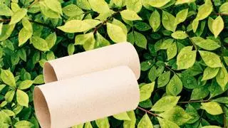 Un abono casero que sorprenderá a tus plantas: rollos de papel higiénico