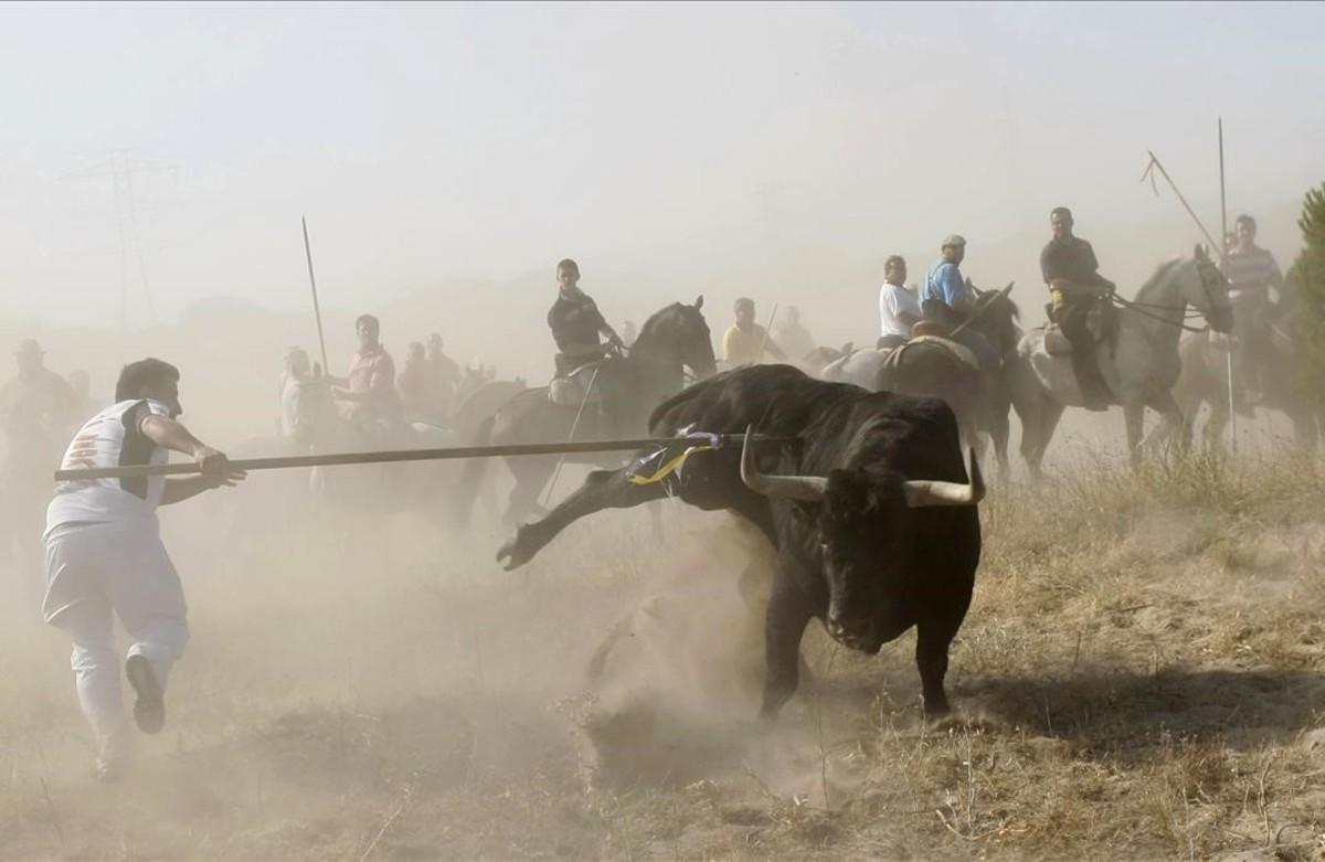 Sergio Sacristán perfora un toro con una lanza durante la fiesta del Toro de la Vega en Tordesillas cerca de Valladolid 11 de septiembre de 2012