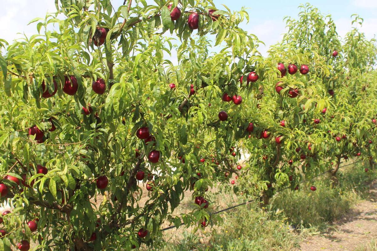 Fruta de verano en un campo agrícola.