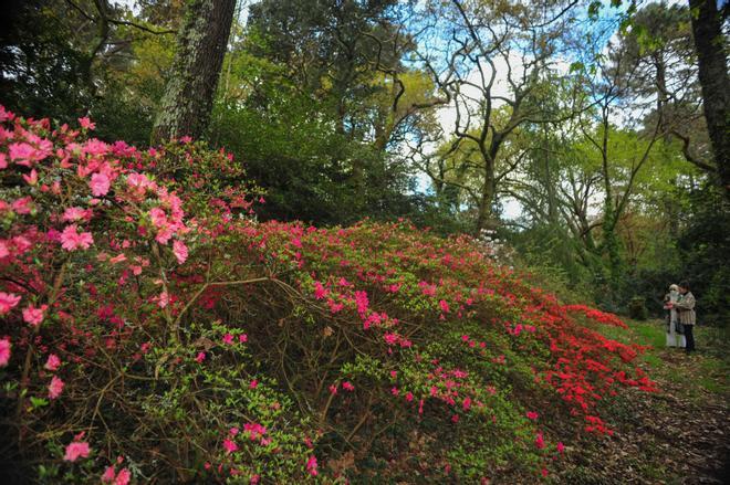 Un paseo por los jardines de Pazo de A Saleta.