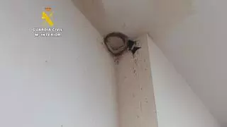 Investigan a dos personas por destruir el nido de una especie protegida mientras hacían obras en Xilxes