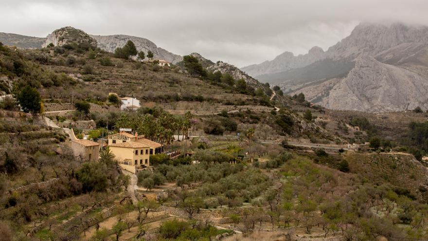 Almendros y bancales arrasados por la Xylella en Tárbena