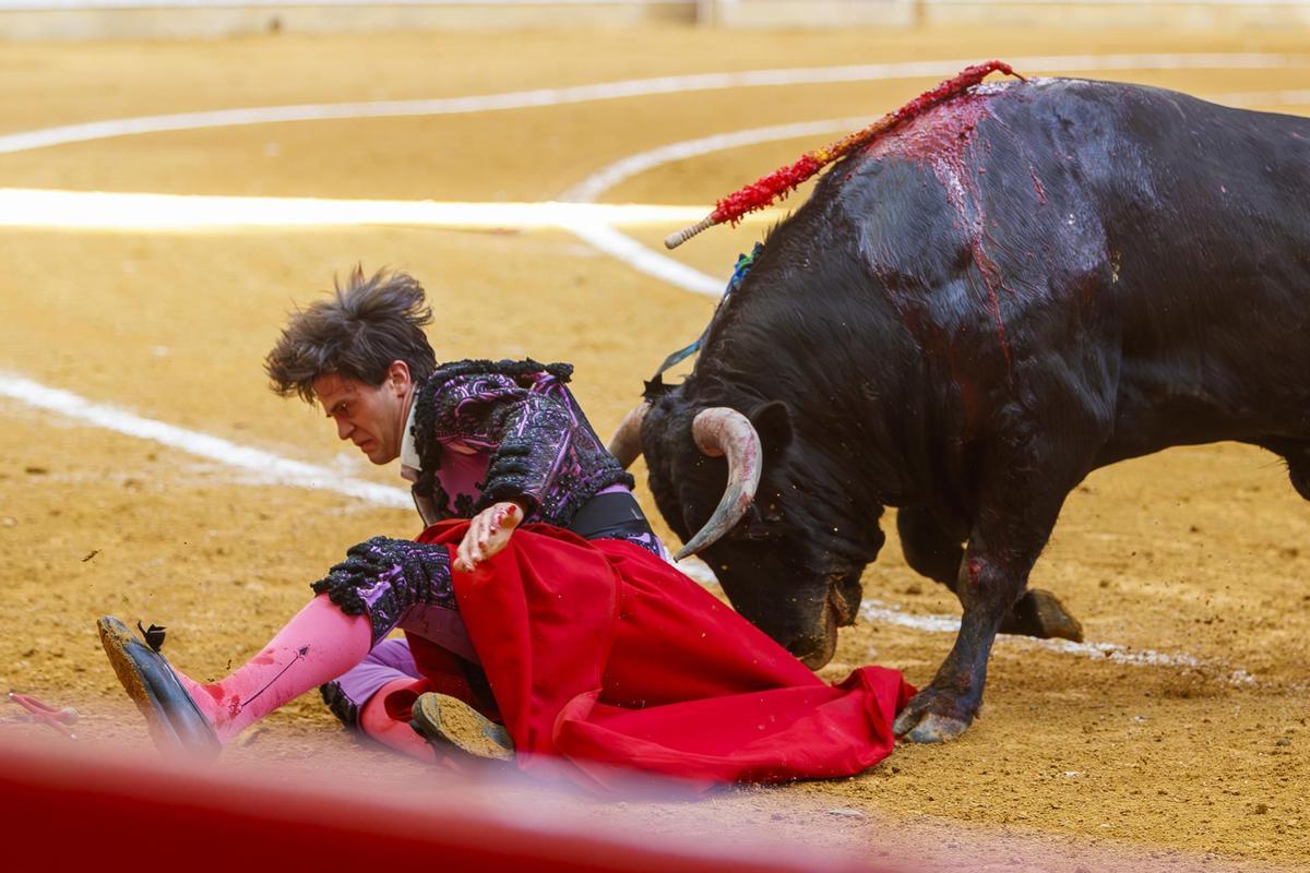 El novillero Cristiano Torres sufre una cogida durante la novillada de la feria de San Jorge celebrada este sábado en Zaragoza.