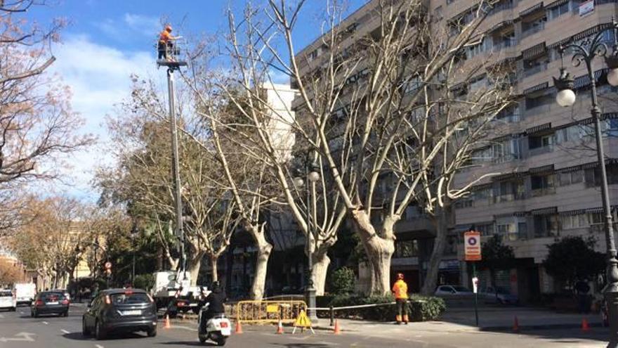 Trabajos de poda en los  jardines de Guillem de Castro