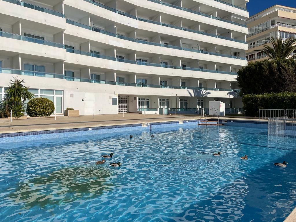 FOTOS: Una colonia de patos se adueña de una piscina turística en Mallorca