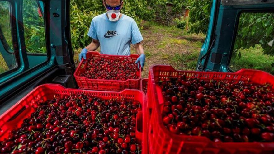 Recogida de cereza en el Valle del Jerte.