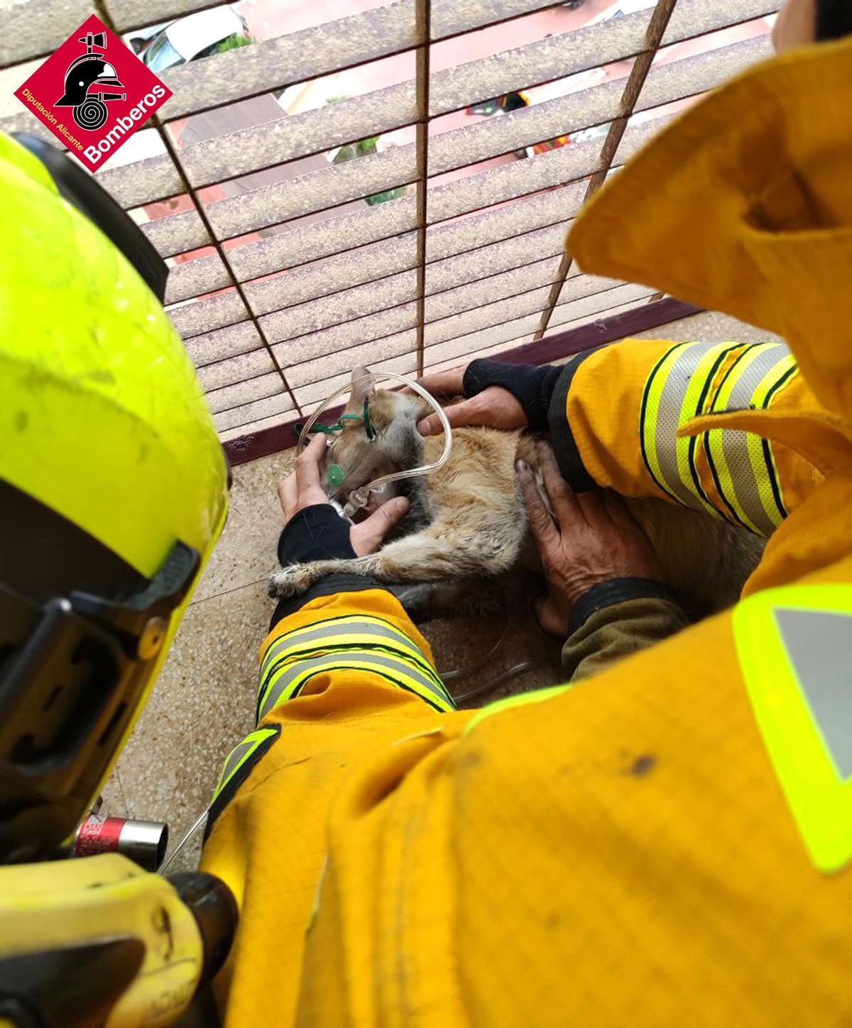 Un bombero da oxígeno a uno de los gatos intoxicados en Benidorm.