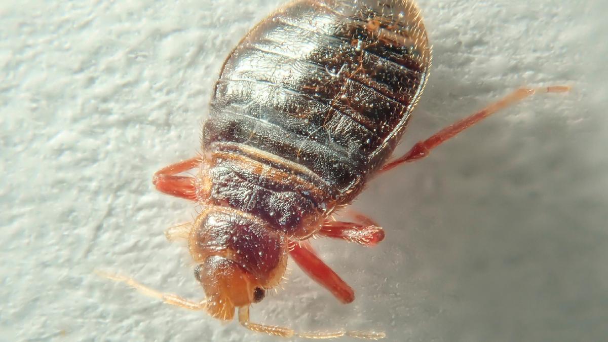 La chinche de cama prolifera entre las sábanas y en las maletas