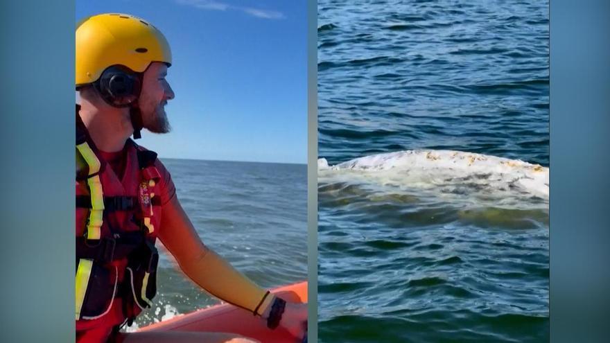 ORCA RESCATE | Rescatan a una orca de seis metros varada en una playa de Polonia
