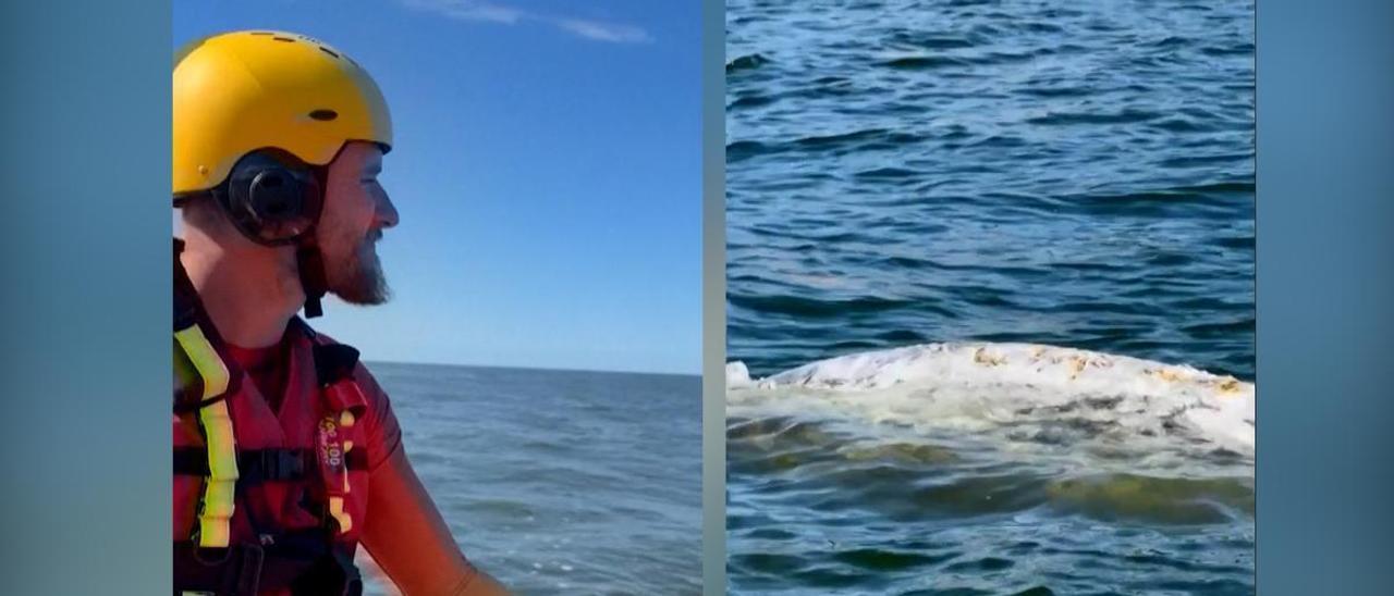 Rescatan a una orca de seis metros varada en una playa de Polonia